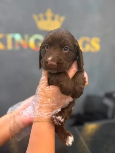? Cocker | Filhotes Lindos e Prontos para um Novo Lar