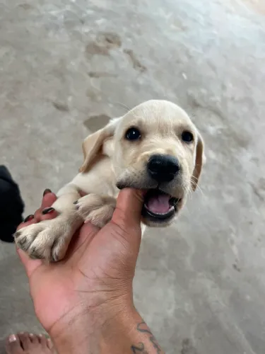 Filhote de Labrador