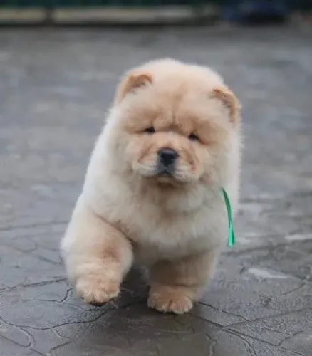 chow chow fofura 54 dias