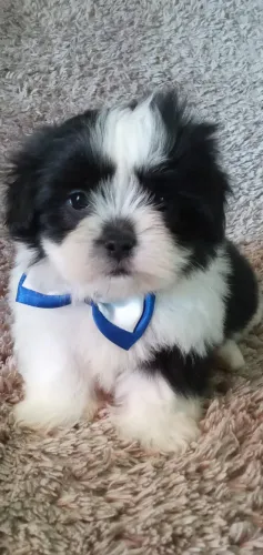 Lhasa apso garanta o seu bebe