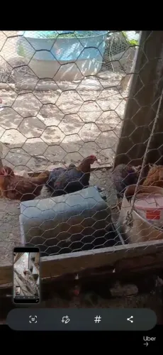 Frango ? 