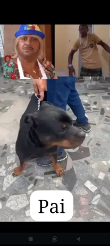 Filhote macho de rotvailer já tomou a primeira vacina boa linhagem 