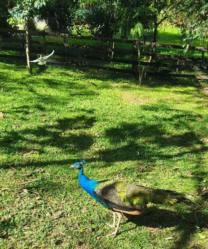 Sítio Fazenda Chácara Pavao Ave Galinha 