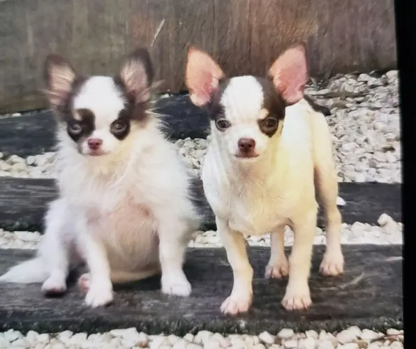 Vende se filhote de chihuahua
