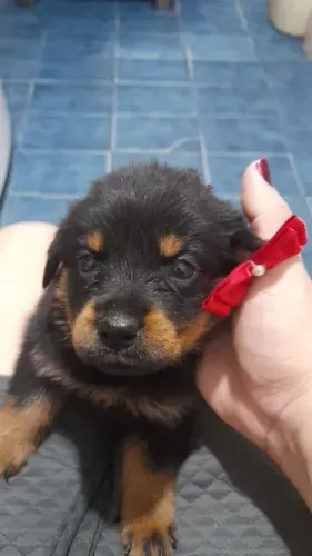 Rottweiler Amáveis com os pequenos