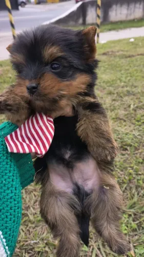 Macho de yorkshire micro filhote de ótimo padrão