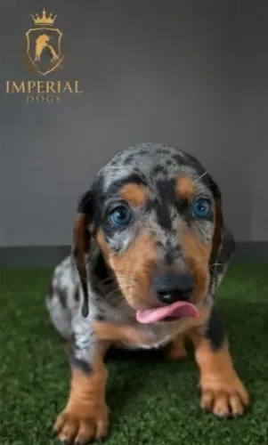 Cachorro