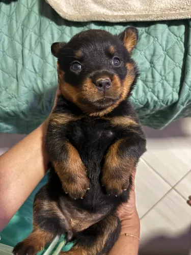 VENDO ROTTWEILER 