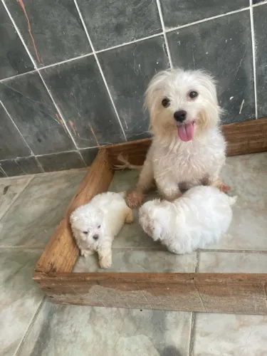 Pequeno maltês macho disponível 
