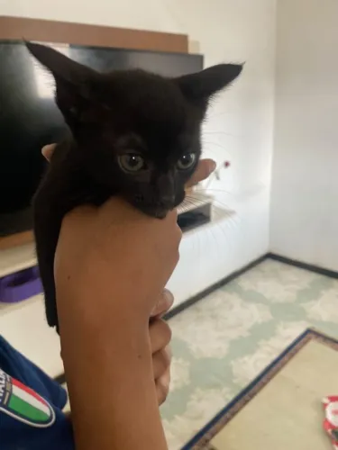 gato