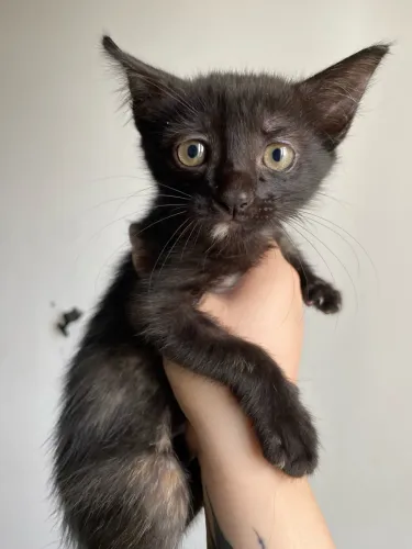 Gatinha dócil