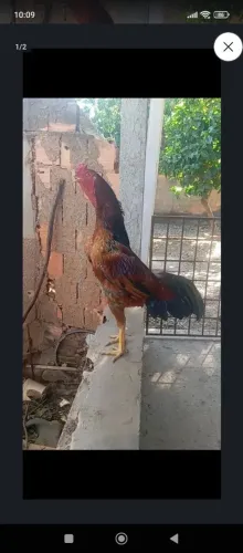 Vendo galo indio