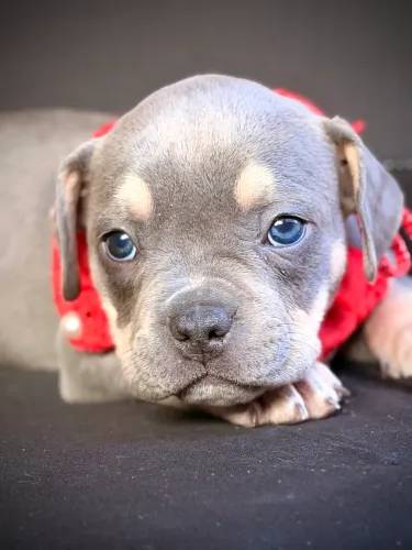 American bully - Fêmea Tri blue 