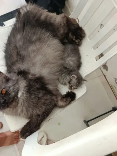 Gatos persa