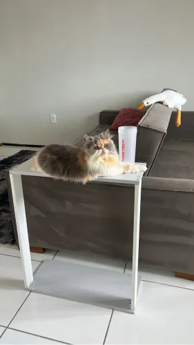 Gata persa 
