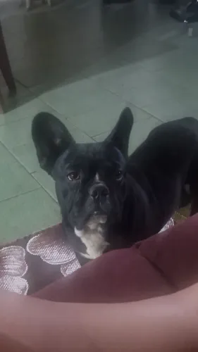 Bulldog francês