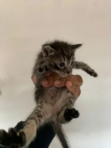 Gato para adoção 