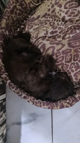 Filhotes de Shih Tzu legítimos a pronta entrega ZAP * temos loja física