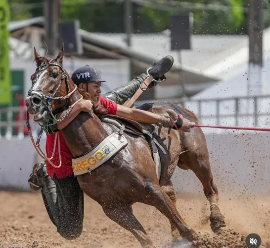 Vendo cavalo de esquerda