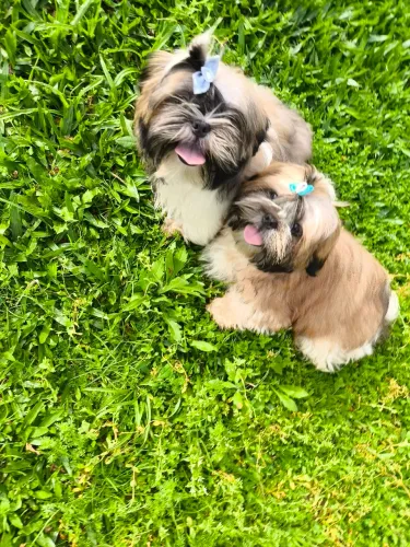 Shih Tzu machinho