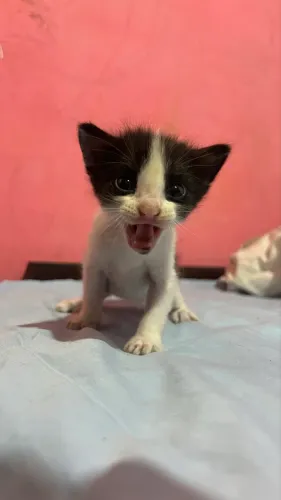 Gatos