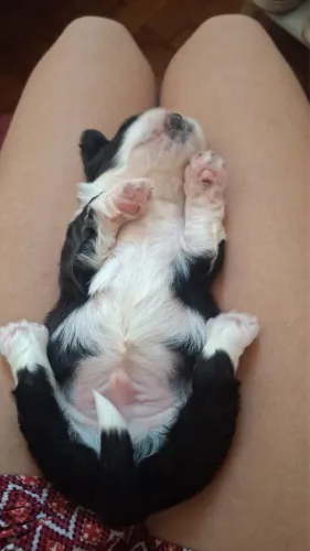 Filhotes puros de shi tzu