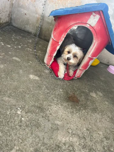 Vendo essas cachorrinha