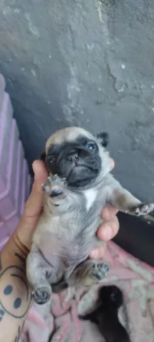 Vendo Pug macho. Quase desmamando.... Entrego quando ele tiver comendo ração certinho....