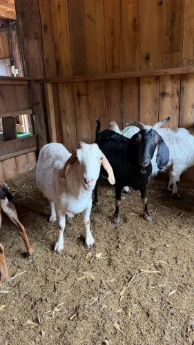 Cabras prenhes de Boer com registro