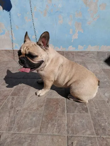 Vendo Linda fêmea Bulldog francês