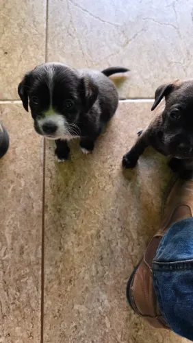 Doação cachorro porte pequeno fêmea
