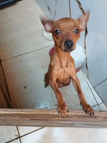 Pinscher 0 macho
