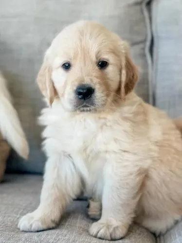 Golden Retriever Filhotes Super Inteligentes e Obedientes.
