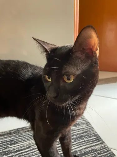 Doação responsável de gato preto - 10 meses
