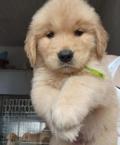Filhote Golden Retriever macho crianças adoram