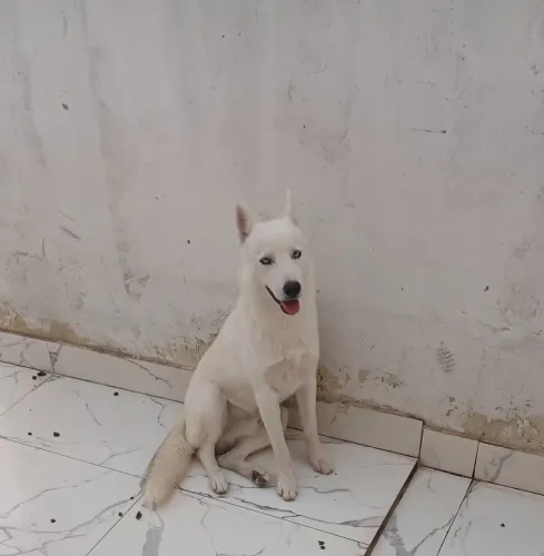 Vende-se um filhote de Husky Siberiano de 8 meses, muito dócil .Já tomou as vacinas