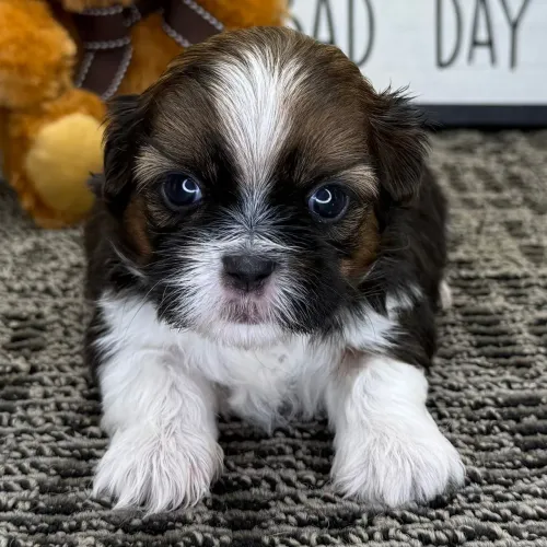 Shih tzu | Saúde Garantida, Vacinados e vermifugados