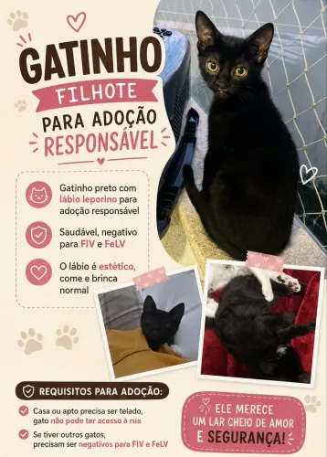 Gatinho para adoção