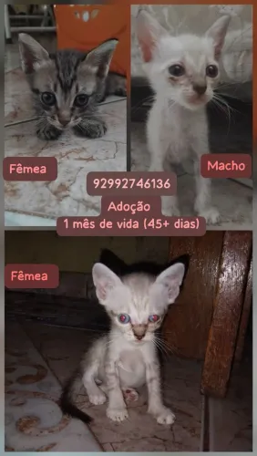 Adoção de gatinhos (+45 dias)