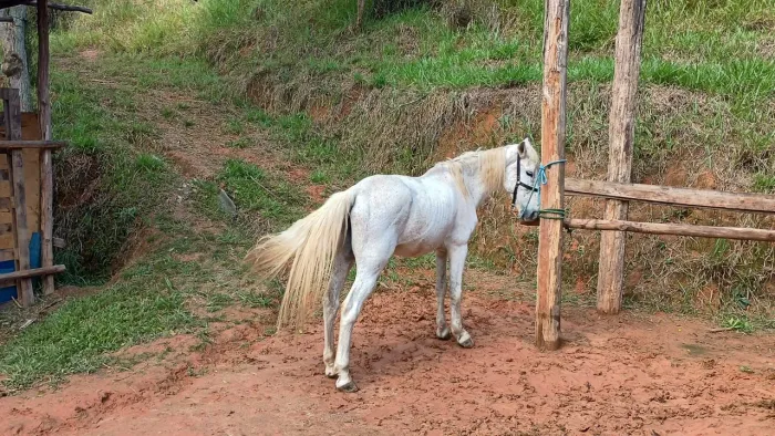 Cavalo tordilho 2.000 em aruja