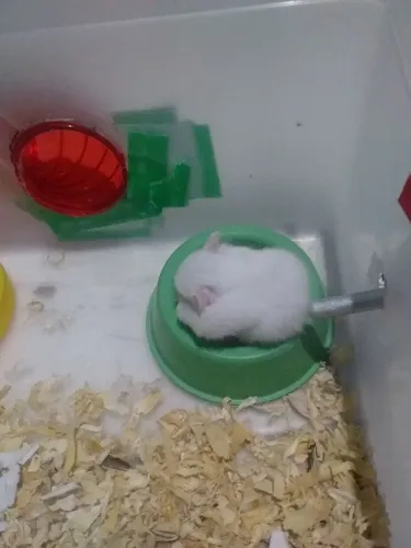Vende-se filhote de hamster angorá 