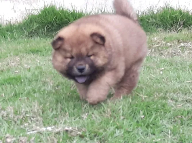 Vende-se filhote de chow chow