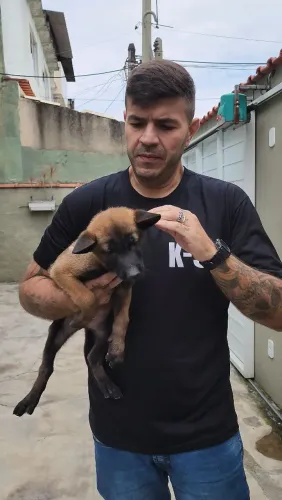 Pastor Belga Malinois 