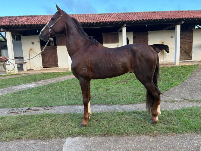 Cavalo Mangalarga Marchador Registrado
