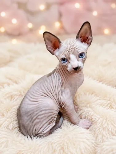 MACHO SPHYNX DISPONÍVEL 