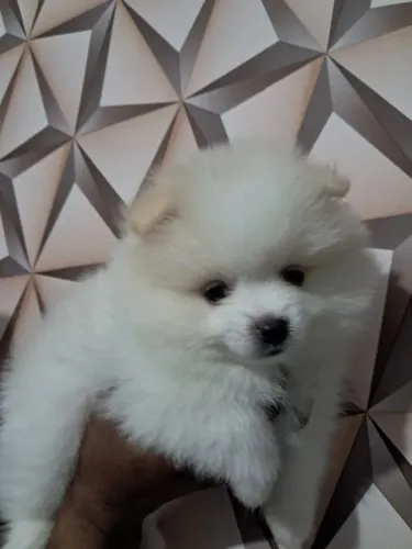 Lulu da Pomerânia macho