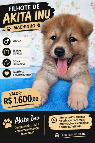 Akita Inu filhote disponível