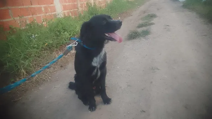 Cachorro