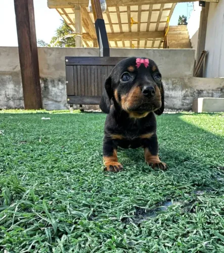 Se encante com essa linda filhote de basset teckel fêmea entrega imediata