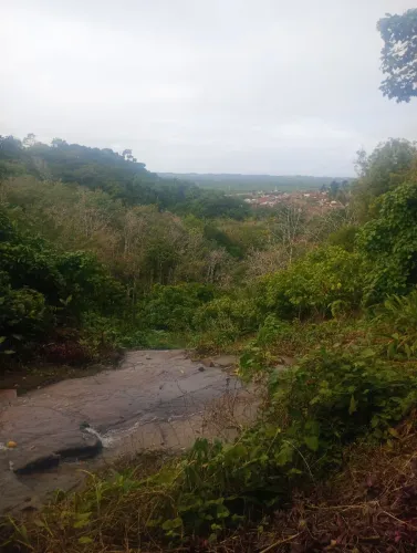 Roça 8 hectares e meia